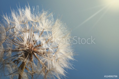 Picture of Big dandelion on a blue background